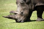 Et næsehorn græsser i Givskud Zoo. Her skulle overvågningen være så god, at krybskytter hurtigt bliver opdaget.  