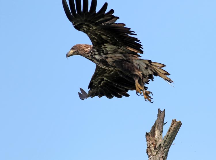 Havørnen er gået fra at være uddød i Danmark til at komme på listen over 'the big five'. Imponerende dyr, som man kan se i den danske natur. 