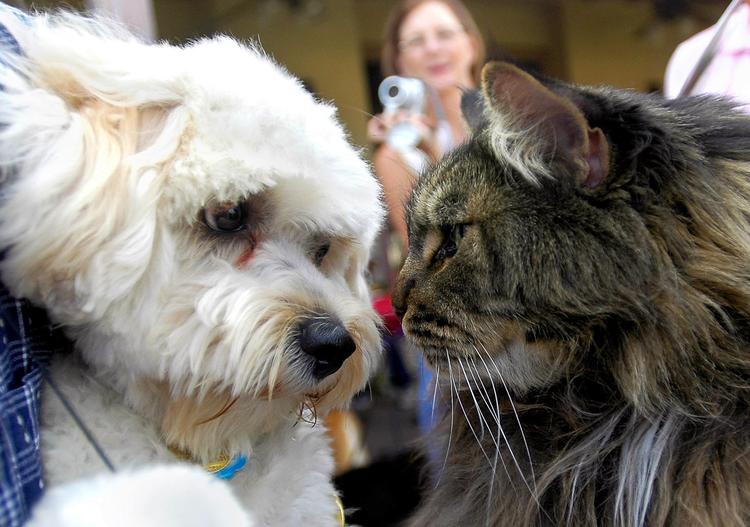 Hunde og katte reagerer vidt forskelligt på deres mennesker, indikerer BBC-forsøg.  
