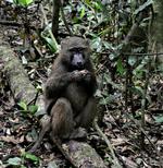 ABEMAD. Bavianer og andre primater, der spiser frugt, er 25 procent klogere end aber, der nøjes med grøntsager.
 