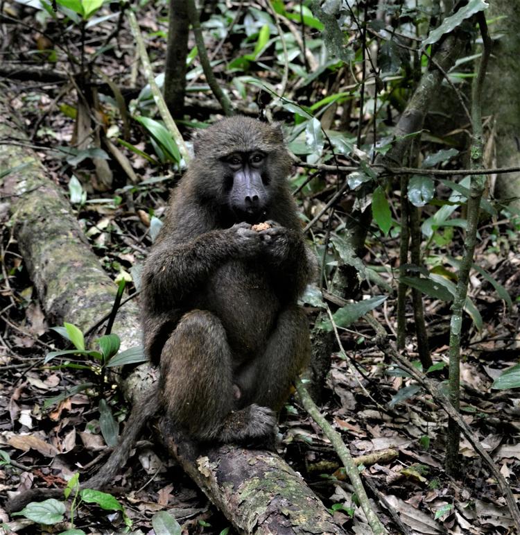 ABEMAD. Bavianer og andre primater, der spiser frugt, er 25 procent klogere end aber, der nøjes med grøntsager.
 
