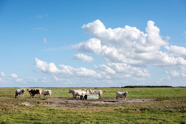 Landbrugssektoren spiller en central rolle, når der bliver snakket om klima i Danmark.  