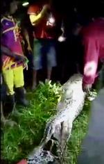 Landsbybeboere sprætter maven op på den pythonslange, som angreb den 25-årige mand. Billedet stammer fra en video frigivet af indonesisk politi. 