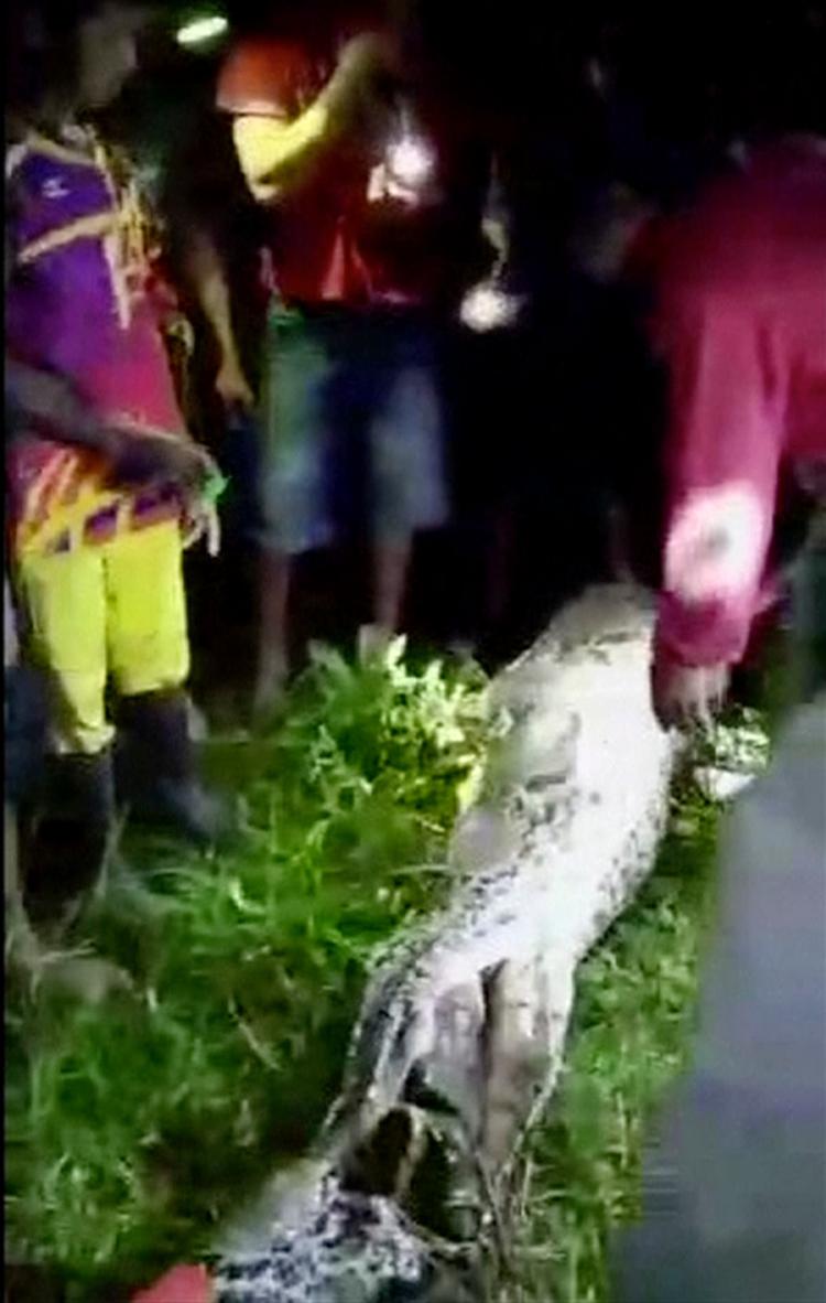 Landsbybeboere sprætter maven op på den pythonslange, som angreb den 25-årige mand. Billedet stammer fra en video frigivet af indonesisk politi. 