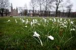 Spæde forårsfornemmelser i Kongens Have