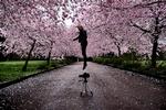 Pink prognose. De lyserøde japanske kirsebærtræer vil om ganske få dage overtage både bybilledet og Instagram.  
