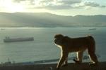 En populær myte siger, at så længe berberaberne findes på Gibraltarklippen, så vil den forblive et britisk territorium.  