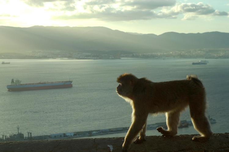 En populær myte siger, at så længe berberaberne findes på Gibraltarklippen, så vil den forblive et britisk territorium.  