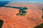 Luftfoto fra Brasilien, hvor regnskov i Amazonas er ryddet for at gøre plads til dyrkning af sojabønner. 