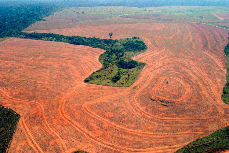 Luftfoto fra Brasilien, hvor regnskov i Amazonas er ryddet for at gøre plads til dyrkning af sojabønner. 