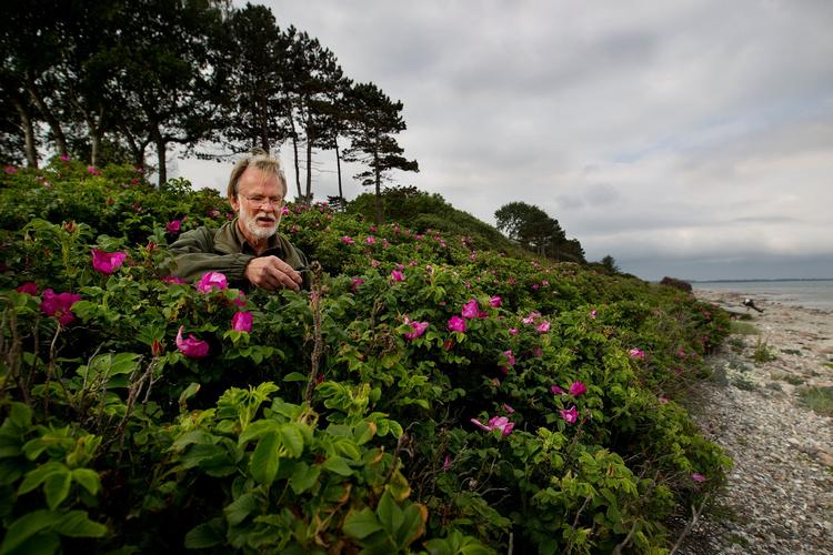 Hybenrose eller rynket rose breder sig langs kysterne, her i Odsherred, og presse klitrose og andre hjemmehørende arter. 