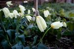 Tulipanerne hang med hovederne i Brønshøj her til morgen. Der var -2 grader i Brønshøj klokken 7. 