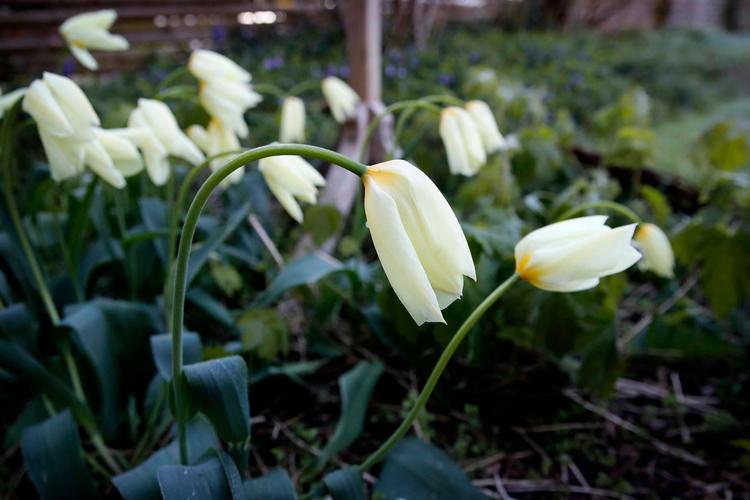 Tulipanerne hang med hovederne i Brønshøj her til morgen. Der var -2 grader i Brønshøj klokken 7. 
