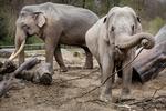 Gravid elefant skal føde til maj