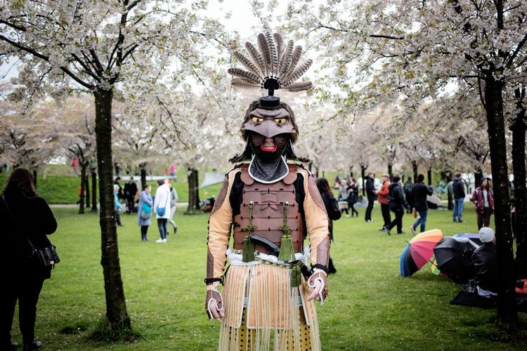 Den japanske kultur bliver fejret i denne weekend fejret i Langelinie Park under parkens 200 blomstrende japanske kirsebærtræer.  