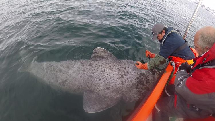 Krogen klippes fri fra den store haj af Hans Nielsen, som er overfisker ombord på RV Sanna. Få sekunder senere er hajen på vej tilbage mod dybet. (Foto: Julius Nielsen) 