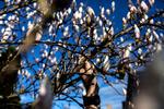 Tulipantræet - fotograferet mens det stadig står strunk og saftspændsigt i april, en måned før selve bryllupsdagen.  