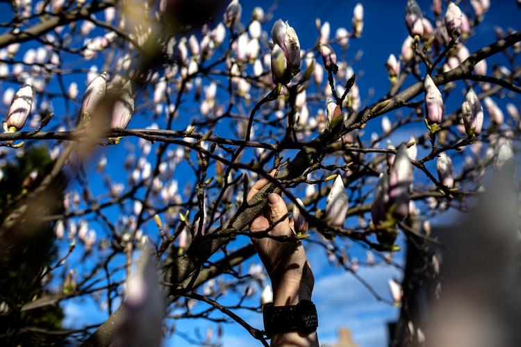Tulipantræet - fotograferet mens det stadig står strunk og saftspændsigt i april, en måned før selve bryllupsdagen.  