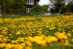 Lige nu blomstrer mælkebøtterne, men de har status som ukrudt og bliver ofte klippet væk, hvilket er en skam, mener Søren Ryge. Arkivfoto: Finn Frandsen