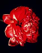 Det er en blomst som dette, der repræsenterer et af de over 200.000 civile ofre for krigen i Syrien.  