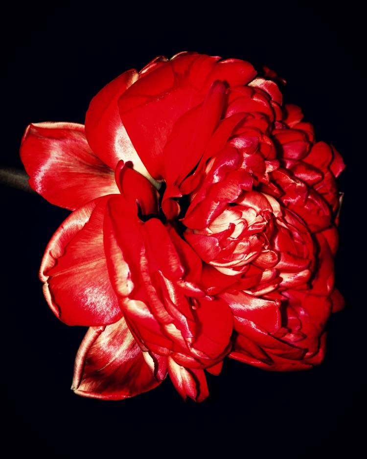 Det er en blomst som dette, der repræsenterer et af de over 200.000 civile ofre for krigen i Syrien.  