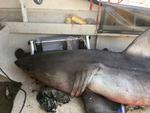 73-årige Terry Selwood i Australien fik et chok på en fisketur, da en hvidhaj på 2,7 meter pludselig hoppede op i hans båd og sårede ham i armen. 
