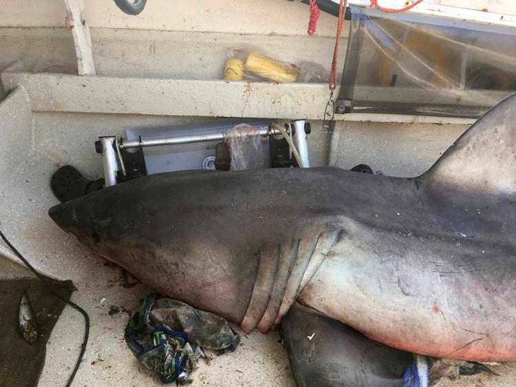 73-årige Terry Selwood i Australien fik et chok på en fisketur, da en hvidhaj på 2,7 meter pludselig hoppede op i hans båd og sårede ham i armen. 