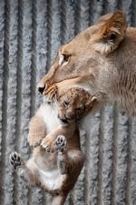 Løveunger lukkes ud i København Zoo