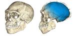 Science Earliest Human