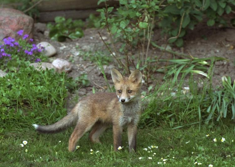 Ved at gøre adgangen nemmere for ræven undgår man, at den graver hullet i plænen større og større. Arkivfoto Jens Dresling