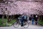 Godt nok blomstrer kirsebærtræerne ikke længere, men smukt er der nu stadig i NV. 