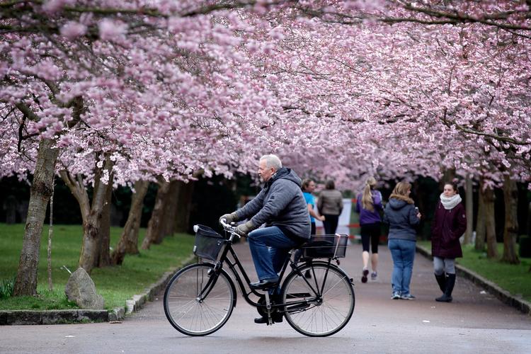 Godt nok blomstrer kirsebærtræerne ikke længere, men smukt er der nu stadig i NV. 