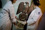 Argentina Nazi Artifacts