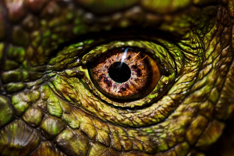 Voldsom vulkansk aktivitet gennem en million år gjorde dinosaurerne til den dominerende dyreart. 