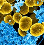 Skin Bactreria