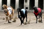 Amerikanske Greyhound testes hyppigt positivt for coke. Her ses dog danske hunde på Fyens Væddeløbsbane.    