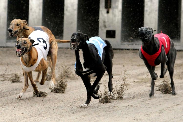 Amerikanske Greyhound testes hyppigt positivt for coke. Her ses dog danske hunde på Fyens Væddeløbsbane.    
