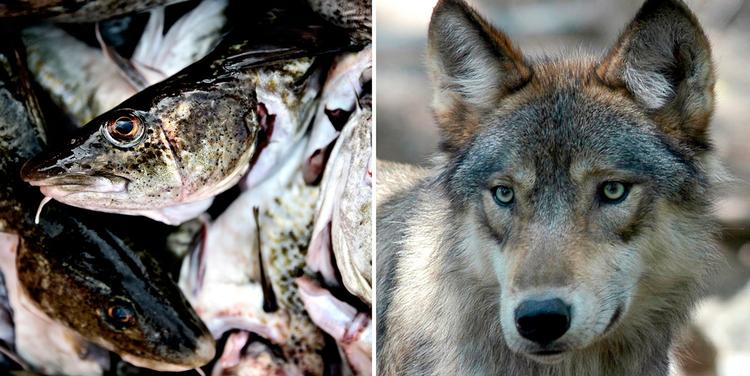 Arkivfotos Joachim Adrian/Mik Eskestad