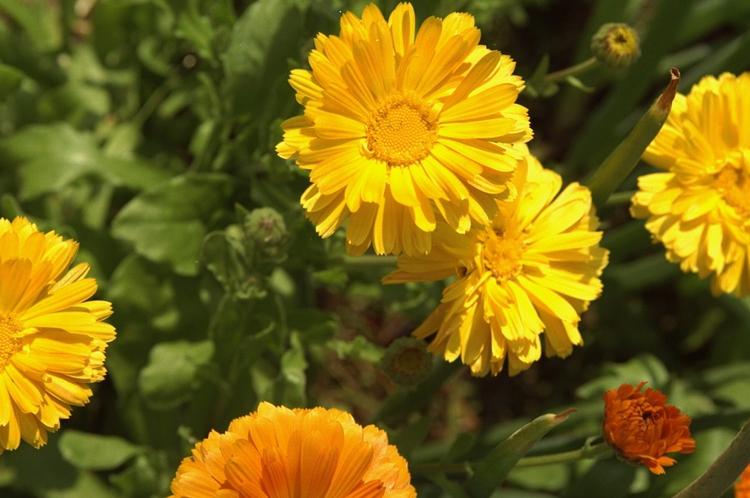 Morgenfruer er Søren Ryges nummer et.  