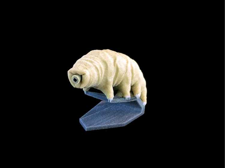 Bjørnedyret, der her ses i en 3D-printet udgave, er med sin størrelse på omkring 1 mm blandt de mindste flercellede dyr. Foto: Katexic/Flickr 