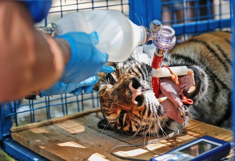 Denne tiger er blandt de dyr, der er blevet reddet fra zoo i Aleppo  