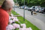 
    En ung mand er blevet skudt i foden af to gerningsmænd i bydelen Tingbjerg. Politiet leder efter spor. En nabo betrager en politihund, som står ud for gerningsstedet.
   