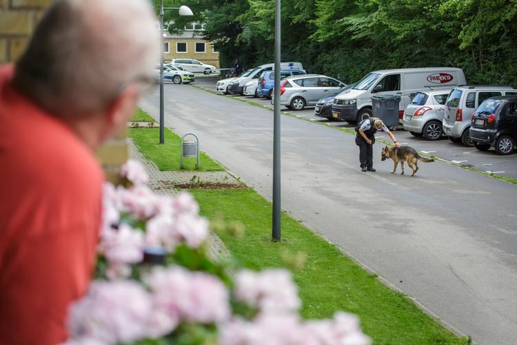 
    En ung mand er blevet skudt i foden af to gerningsmænd i bydelen Tingbjerg. Politiet leder efter spor. En nabo betrager en politihund, som står ud for gerningsstedet.
   