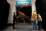 En 37 meter lang kopi af en dinosaur tilhørende samme familie som Patagotitan mayorum er udstillet på American Museum of Natural History i New York. (arkivfoto) 