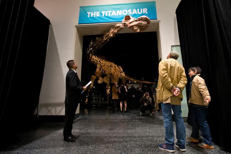 En 37 meter lang kopi af en dinosaur tilhørende samme familie som Patagotitan mayorum er udstillet på American Museum of Natural History i New York. (arkivfoto) 