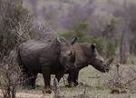 Næsehorn, her i Kruger National Park i Sydafrika, trues som art af krybskytter, fordi der er stor efterspørgsel fra Asien på hornene. I dag startede auktion med over 500 kg horn online.   Arkivfoto:  Denis Farrell 