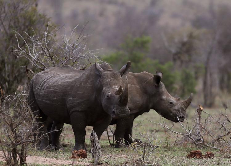 Næsehorn, her i Kruger National Park i Sydafrika, trues som art af krybskytter, fordi der er stor efterspørgsel fra Asien på hornene. I dag startede auktion med over 500 kg horn online.   Arkivfoto:  Denis Farrell 