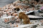 Mexico Earthquake