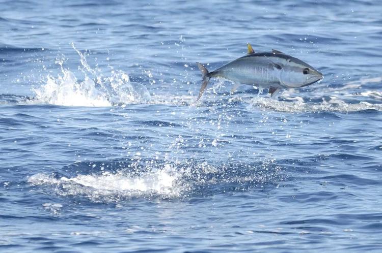 Springende blåfinnet tun. Fisken kan veje adskillige hundrede kilo. 