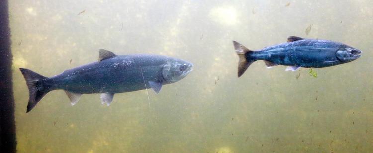 
Fisken til venstre er en stillehavslaks, som der nu er fanget en del af i Østjylland. 